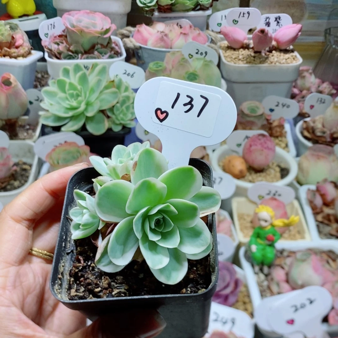 黄锦。            137。