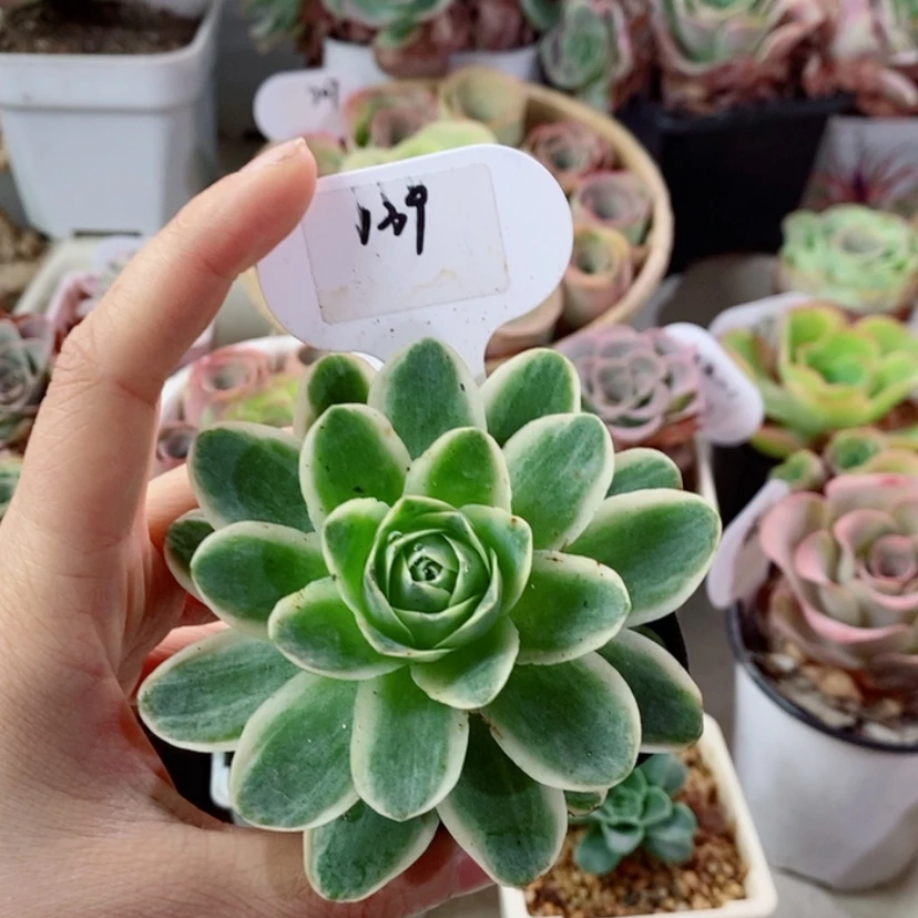 【闪购商品】富轮锦139