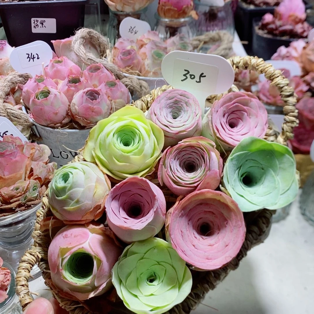 L*J305双耳花篮10颗精品组合