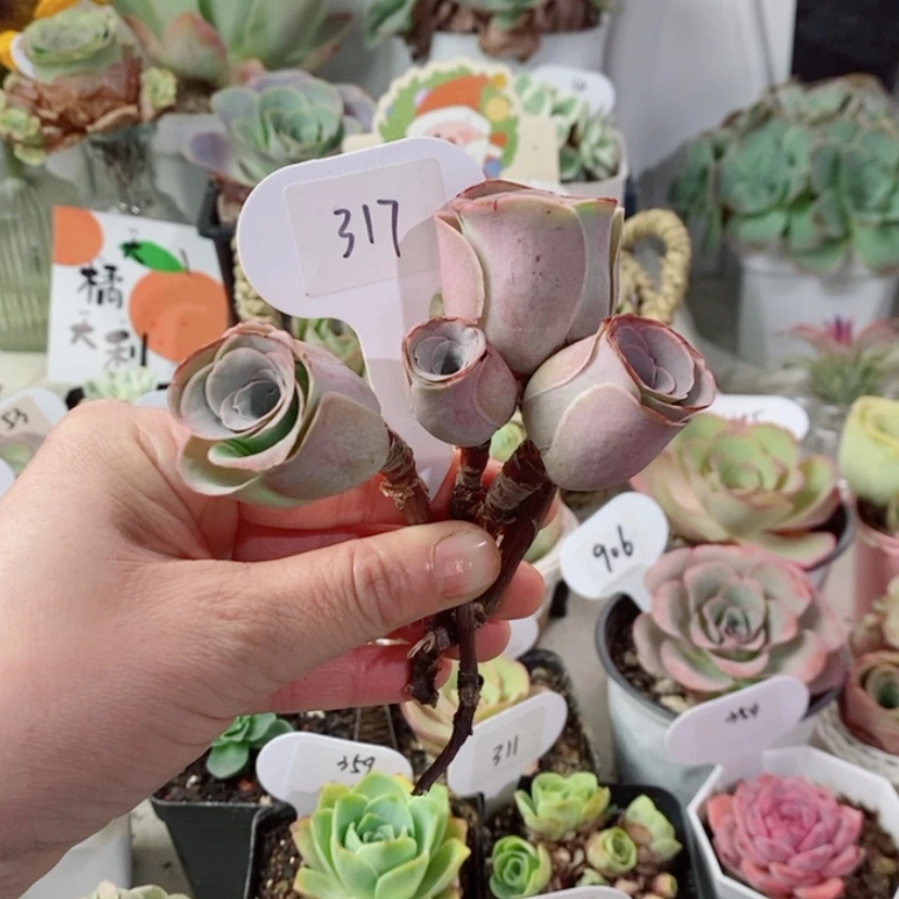 【闪购商品】317大帕4颗