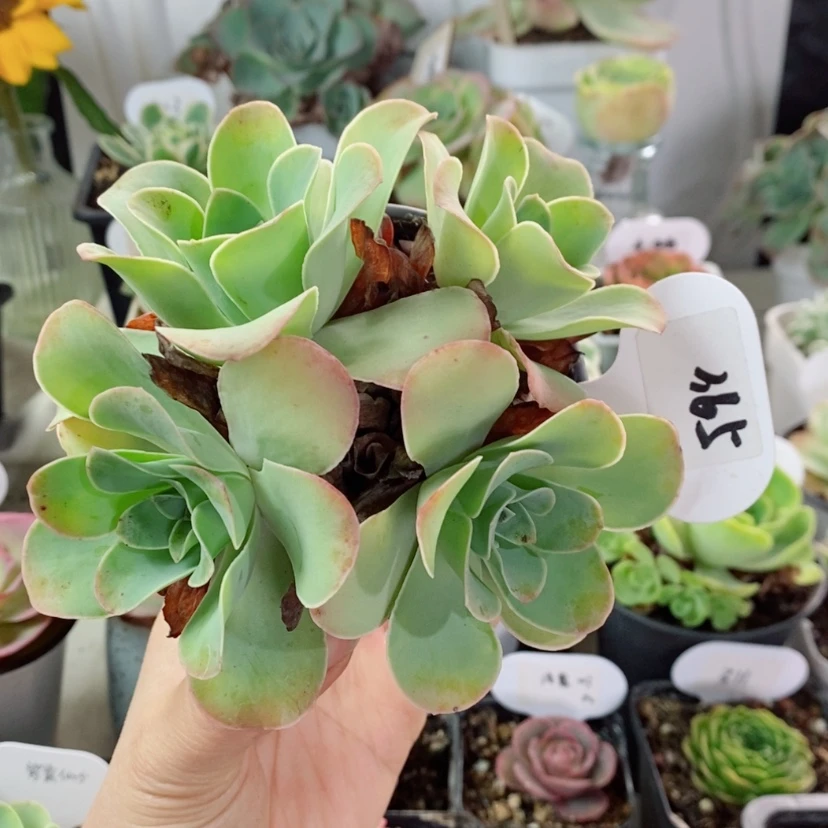 【闪购商品】耶罗花球365