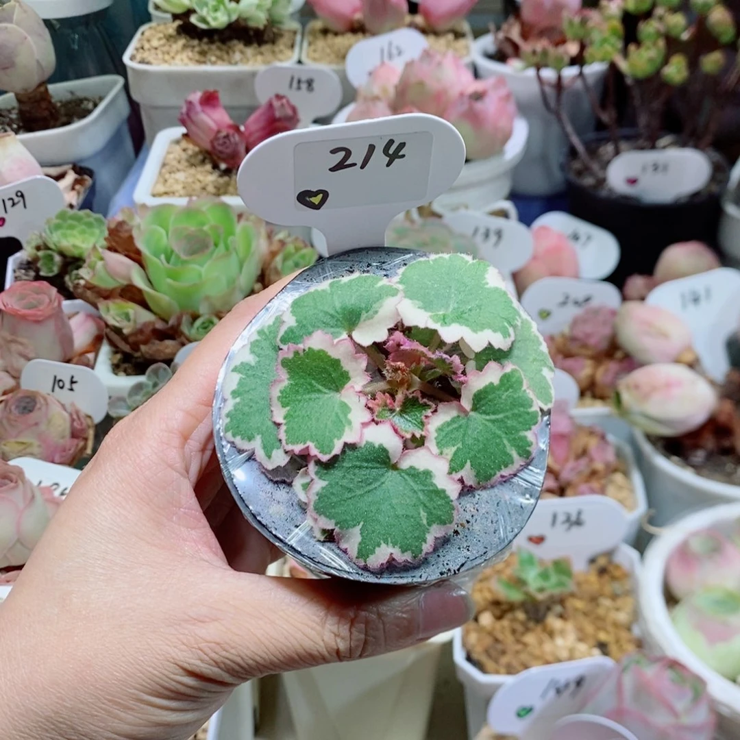 一**间虎耳草。       214。