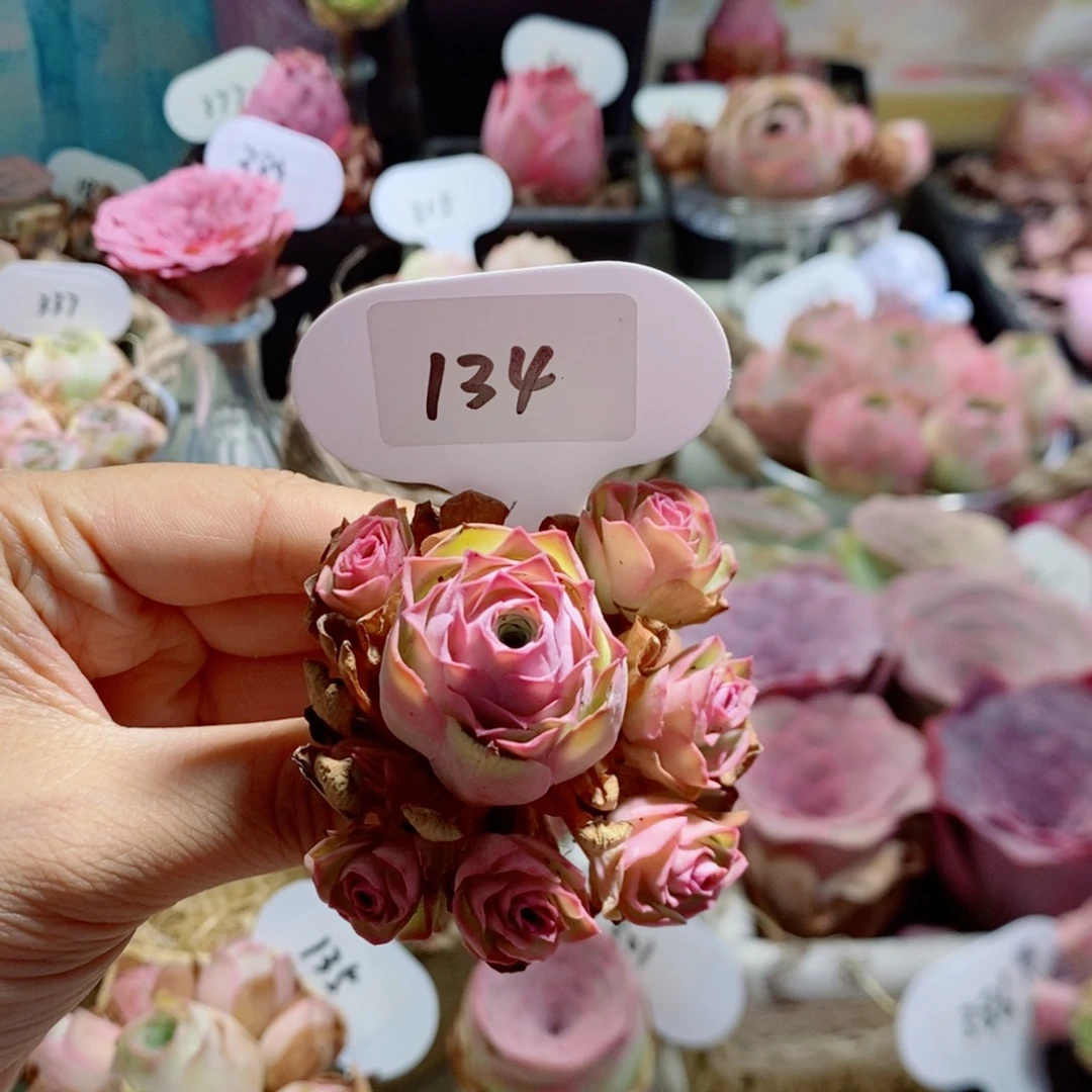 毛加手捧花134。