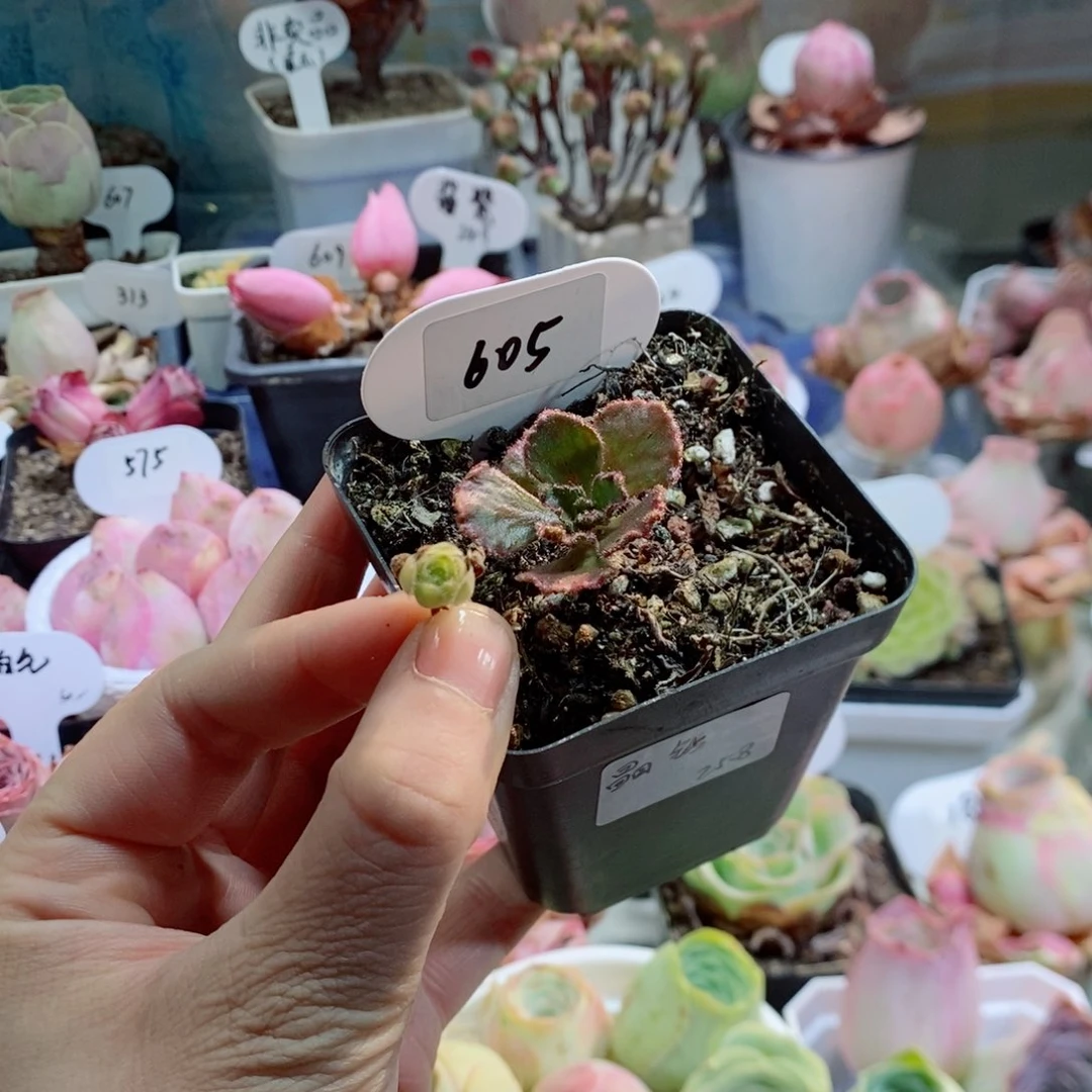 ｜****605晶钻➕翡翠冰小侧芽