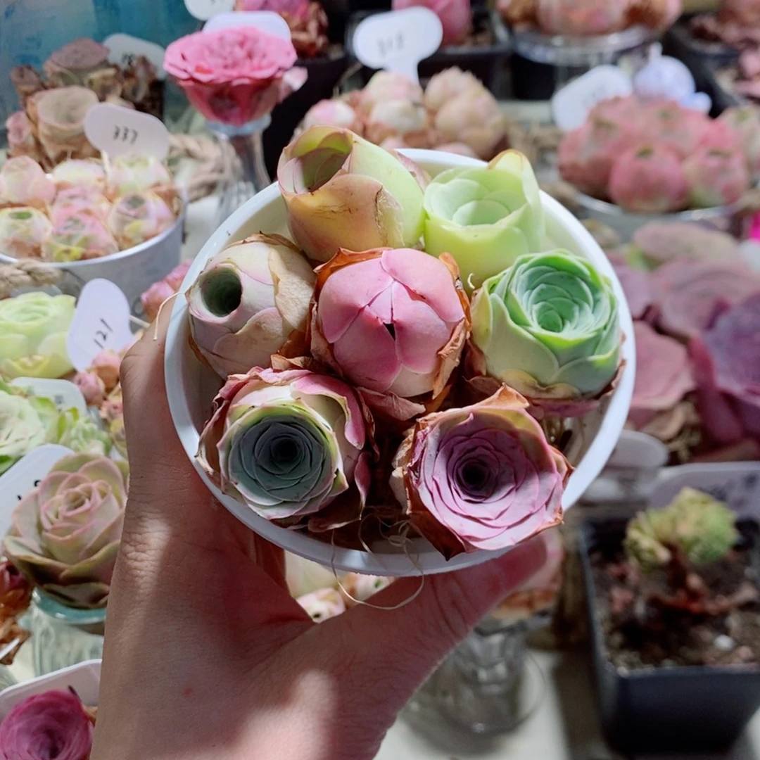 漂亮小花桶7颗精品福利