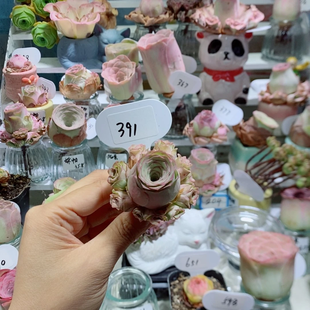 帕杂手捧花5公分左右391。