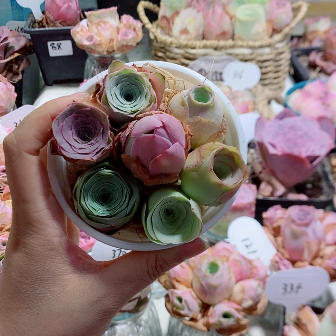 7颗组合3公分左右含盆（量拍）