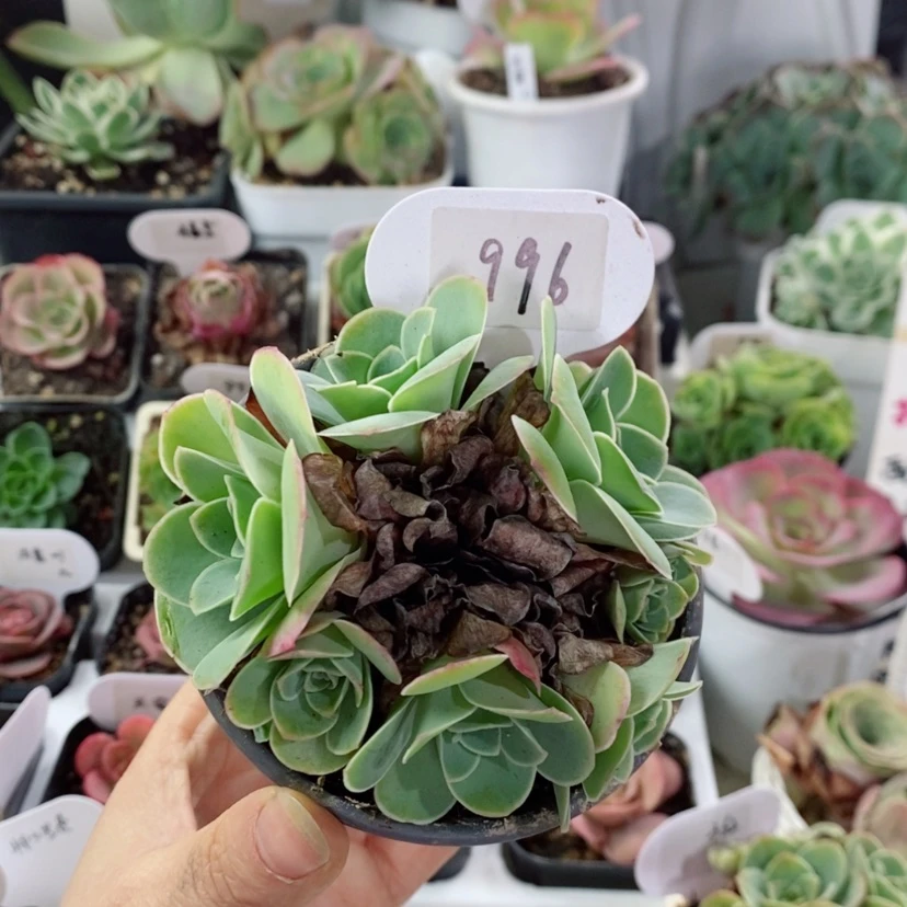 【闪购商品】耶罗996