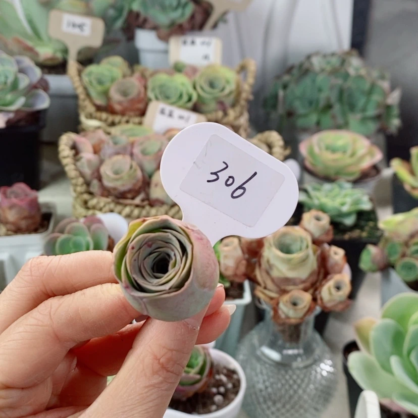 【闪购商品】大帕306