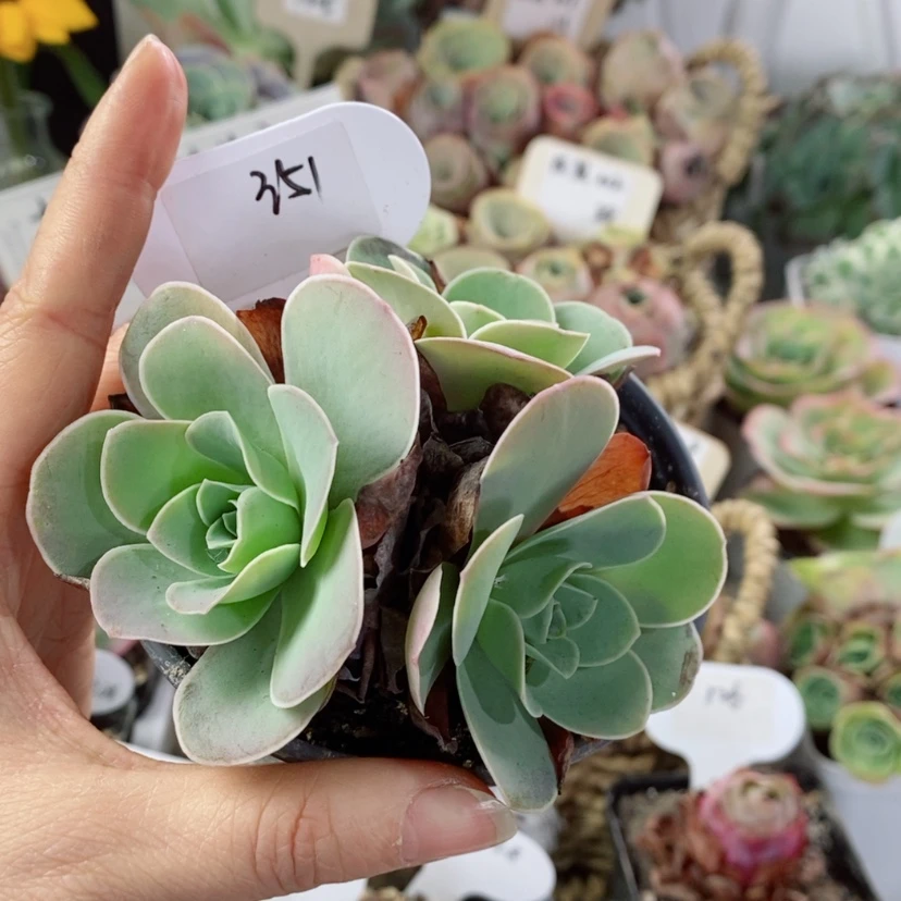【闪购商品】耶罗351