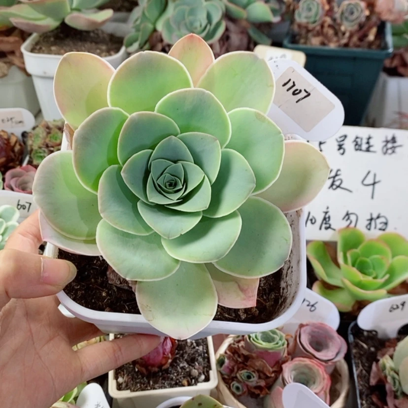 【闪购商品】潘多拉1707