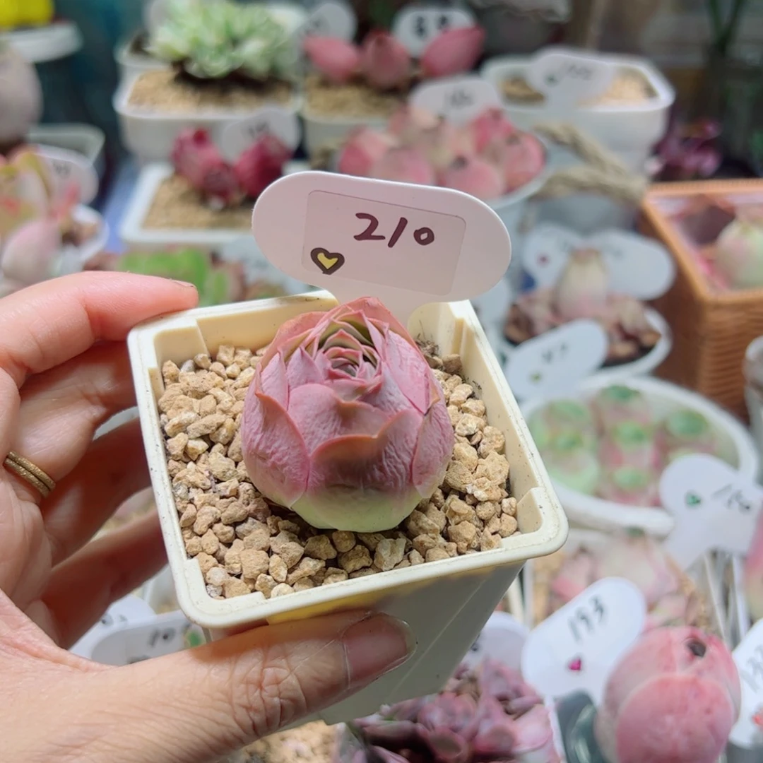 冰帕3.5公分左右。    210。