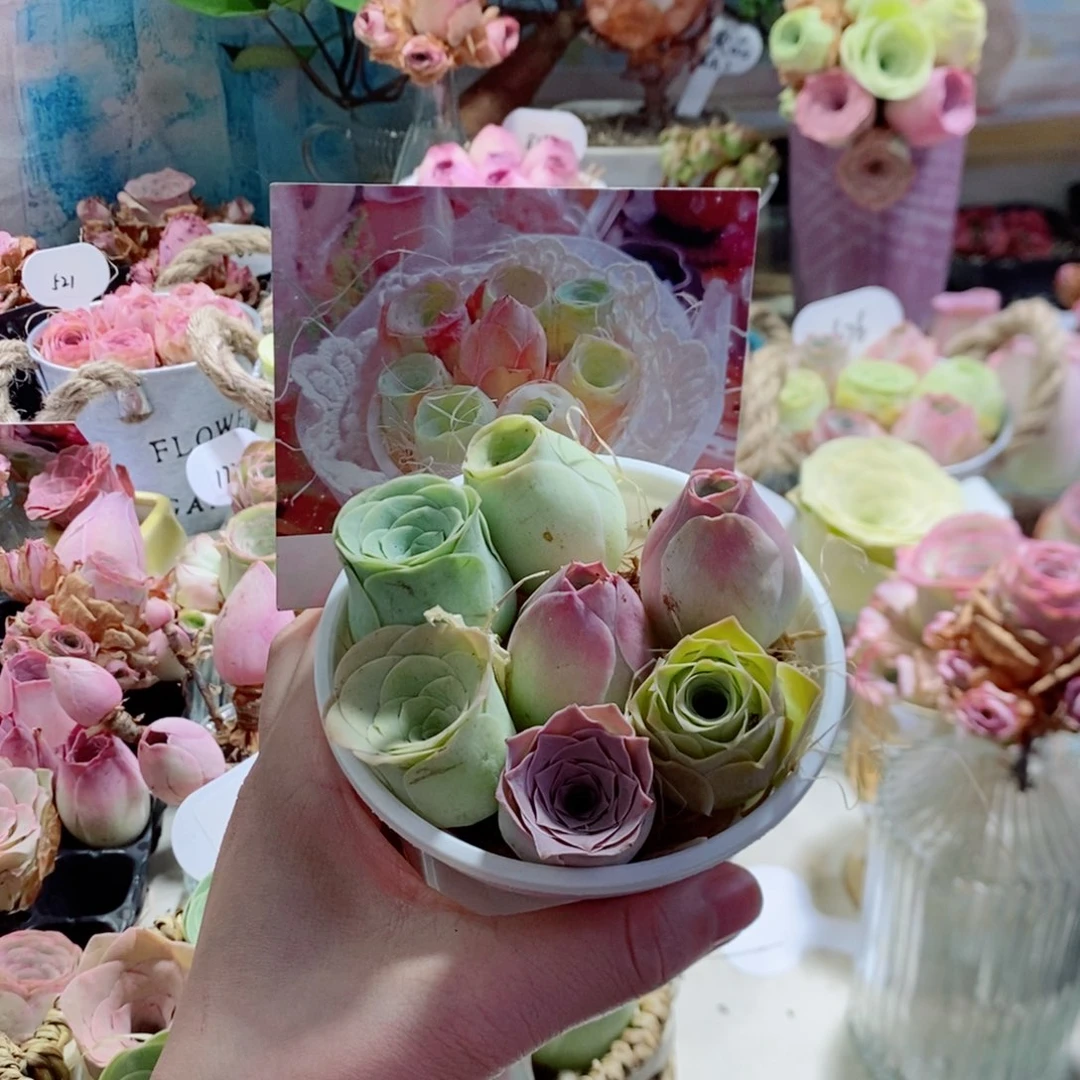 甜心小花桶7颗小精品福利组合（个头不大）