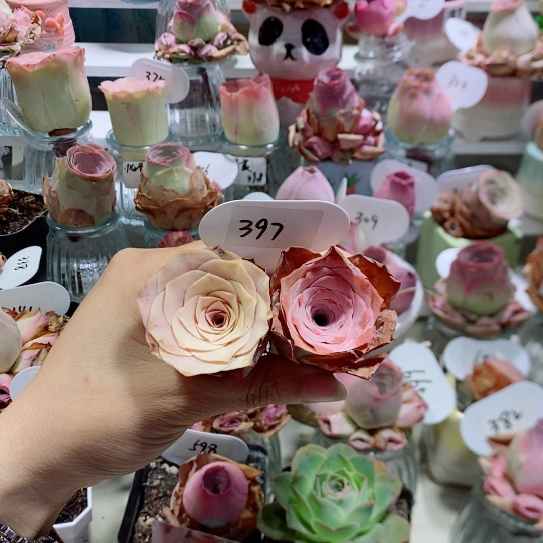 2颗潘多拉福利（干枯叶片可以揪掉）397