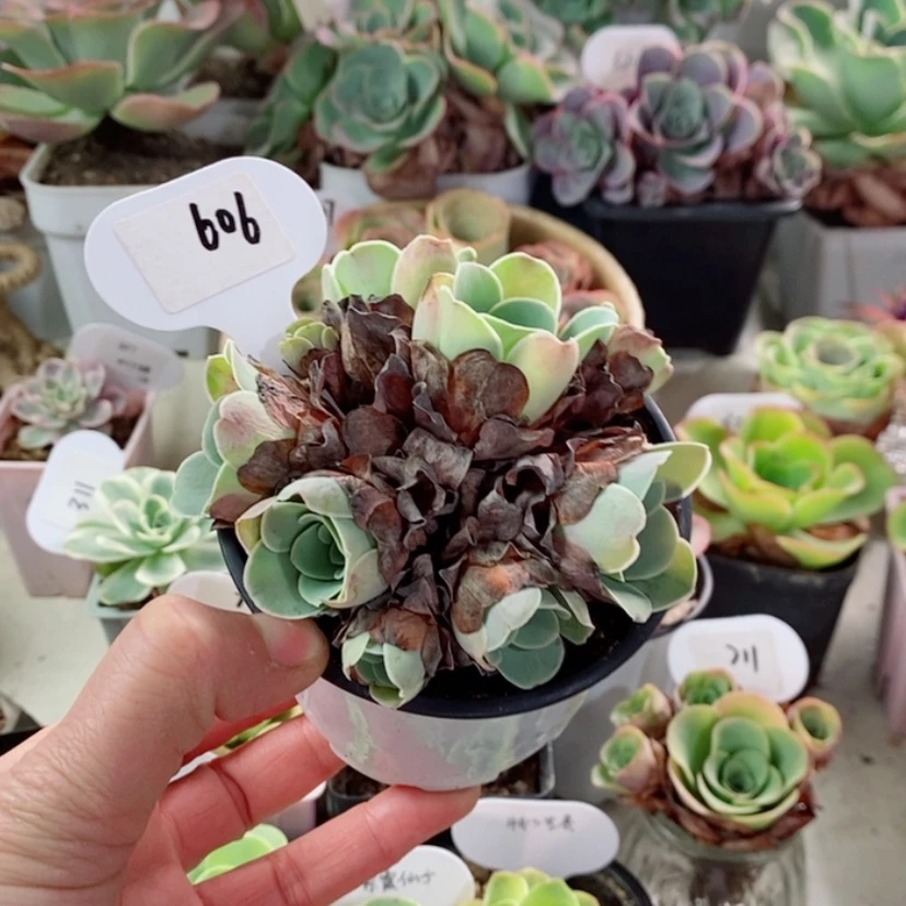 【闪购商品】606粉耶罗