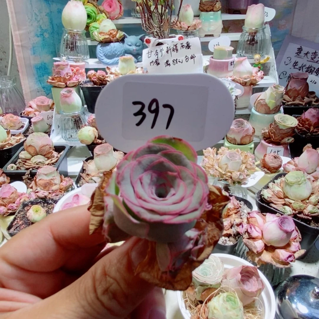 沧*397蜜雪优选 玫瑰 多肉