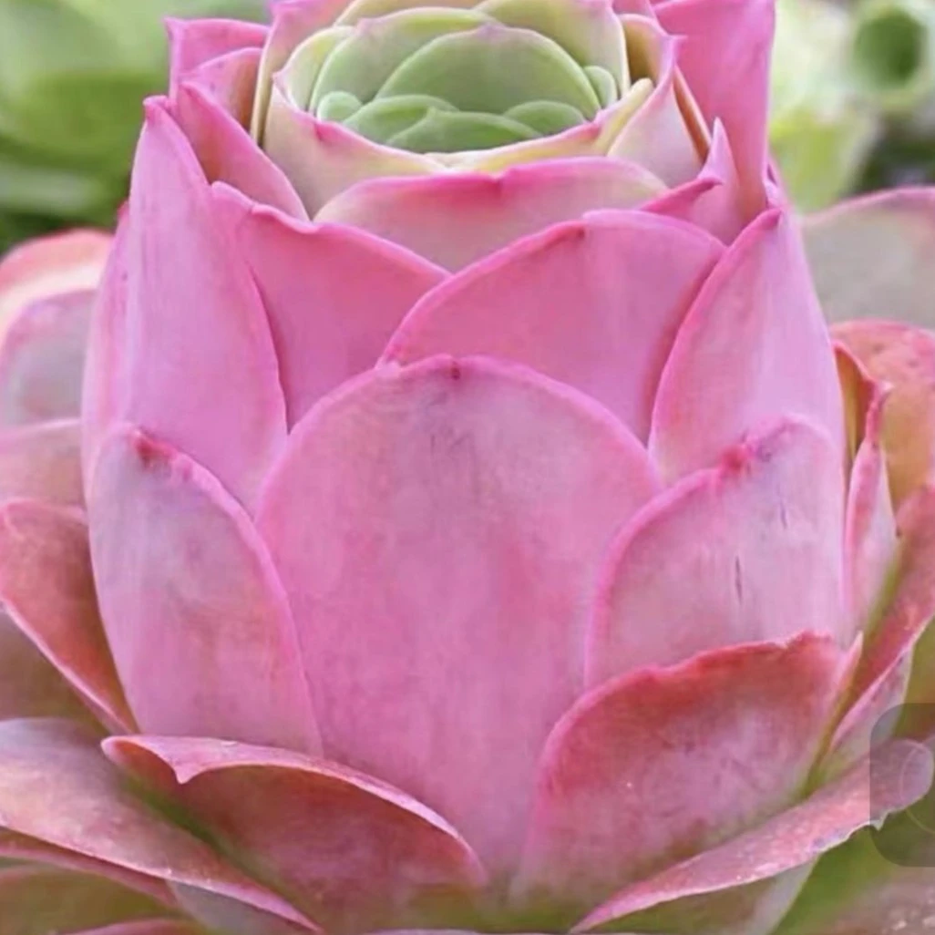 （山地玫瑰多肉）粉耶罗大老桩  粉色多肉植物 美观 生长期绿色 006