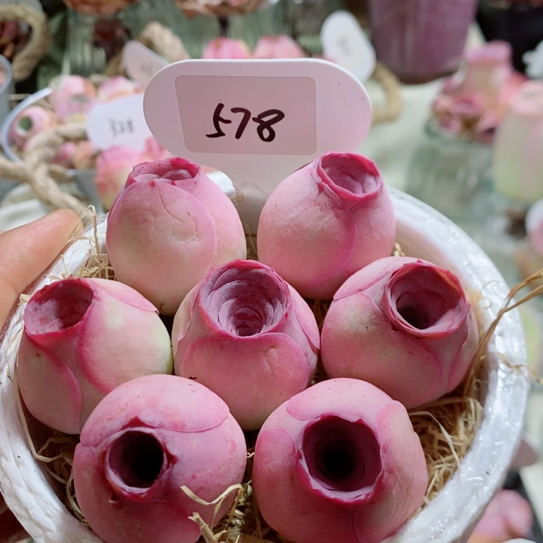 578紫玉 玫瑰多肉