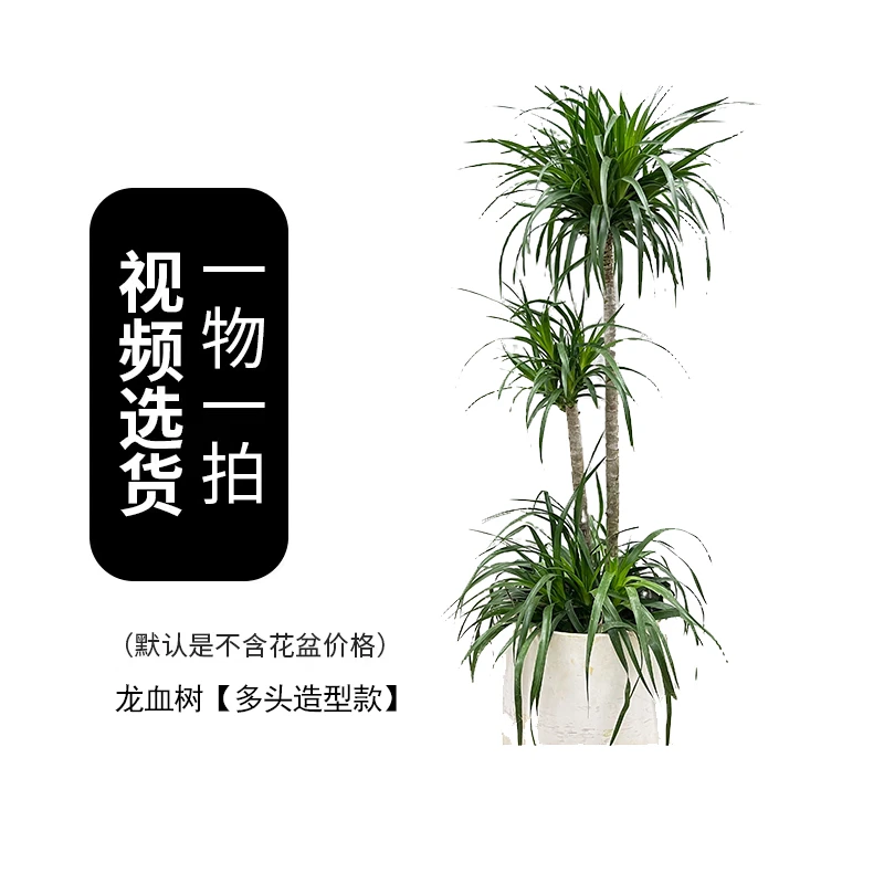 龙血树【精品步步高】客厅清新好养室内绿植办公室霸气大绿植龙血树