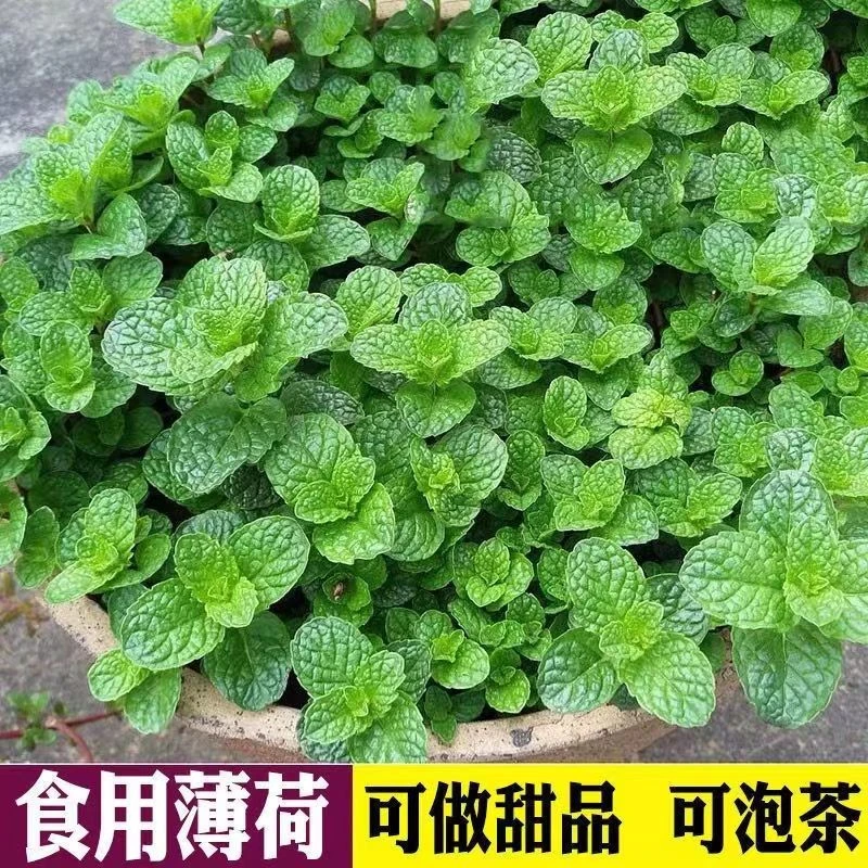 【新店半价】新鲜薄荷叶当天采摘可食用留兰香清凉香2/4斤包邮