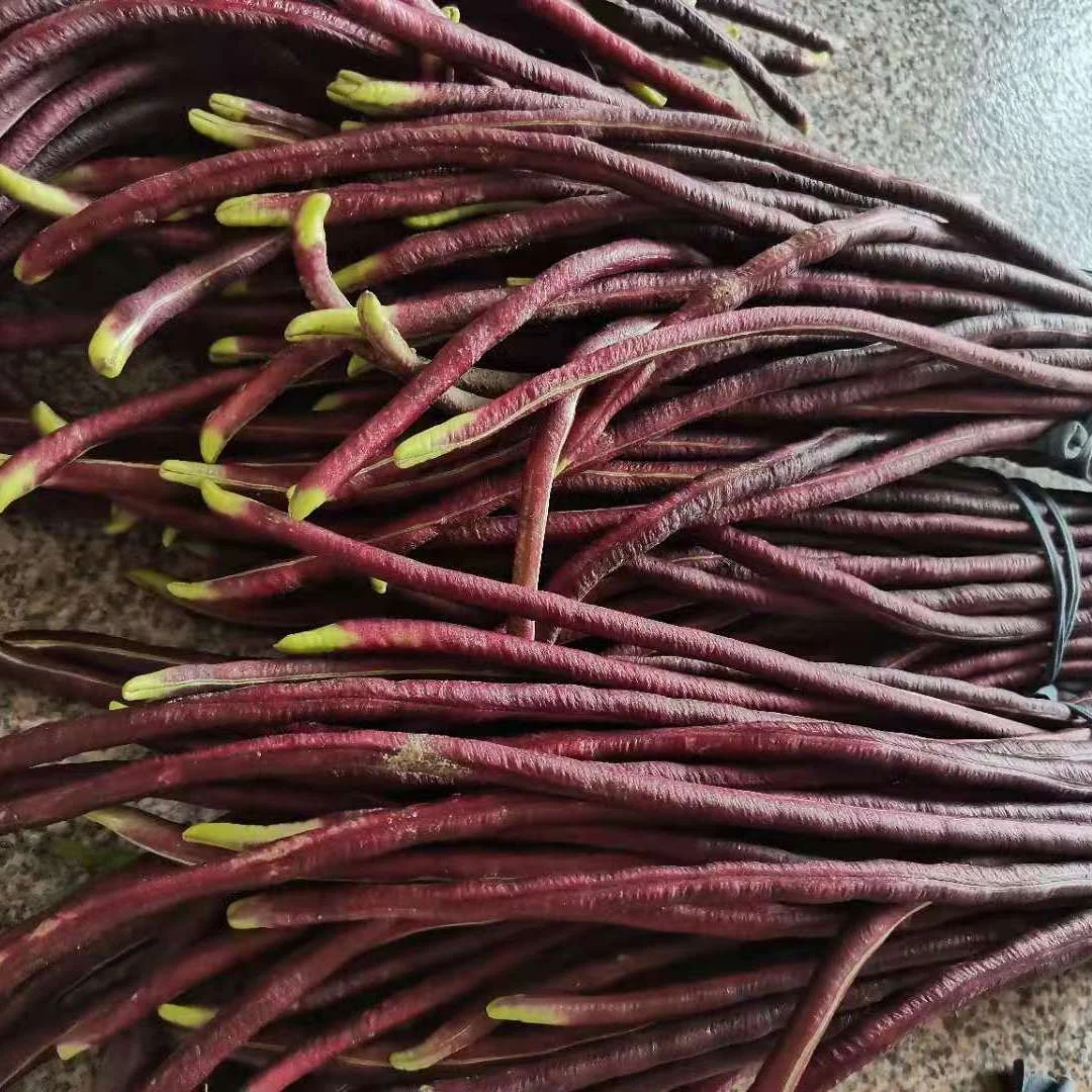现货》新鲜蔬菜农民种植红豆角紫红色紫长豆角豇豆秋豆角紫豆角