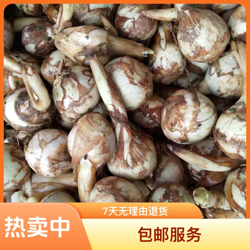 包邮苏北农家新鲜白慈姑茨菰 茨菇白马蹄慈姑新鲜蔬菜茨菇新鲜
