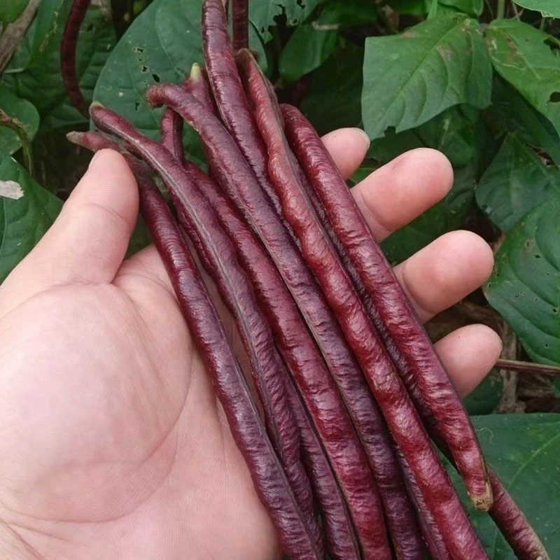 江苏本地农家菜现摘新鲜红豆角红豇豆紫豆角紫红豆角当季蔬菜