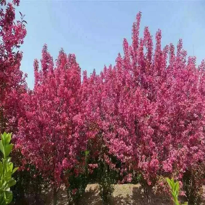 别墅庭院绿化西府海棠苗树苗花色艳丽花姿优美海棠树苗垂丝海棠苗