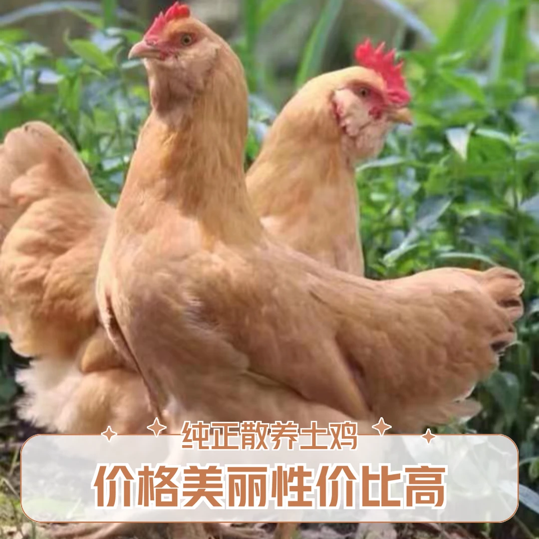 农家散养母鸡走地鸡黄油鸡月子鸡（2只） 包冰率10%-15%
