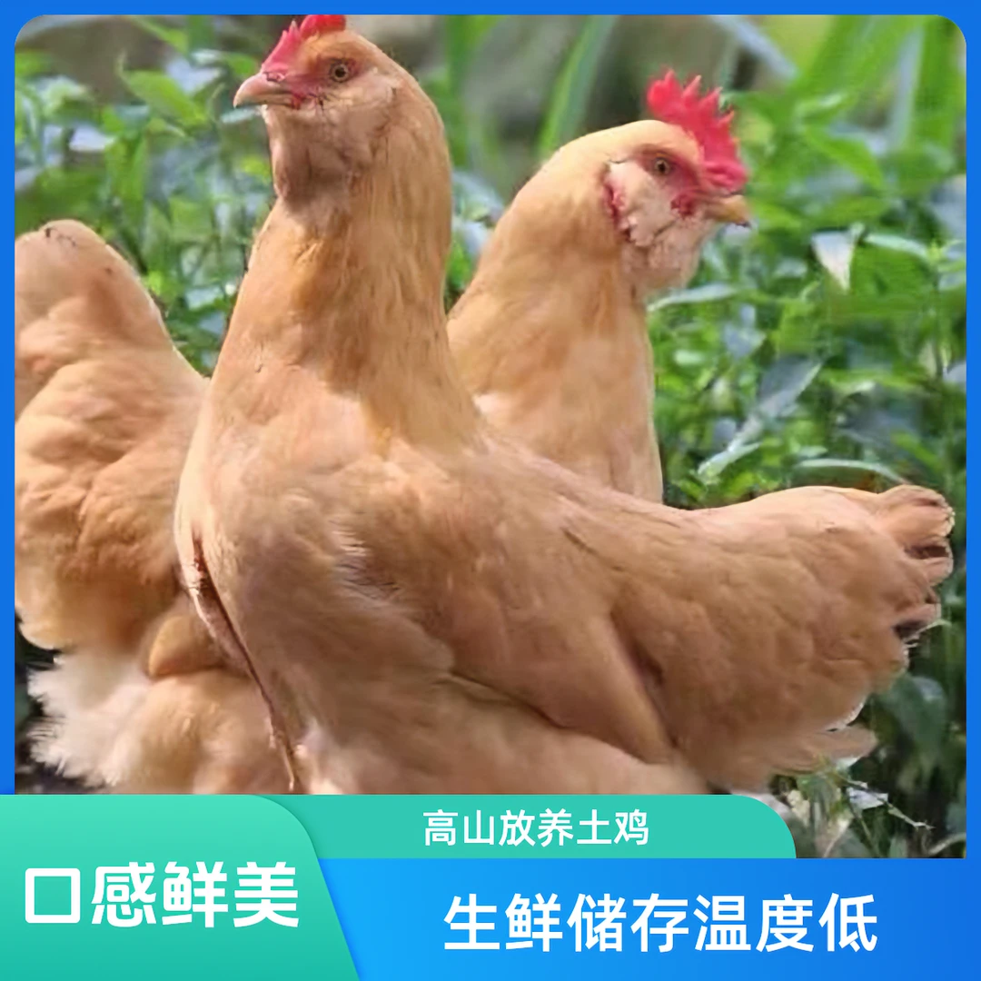 粤东紫金县高山放养土鸡生鸡肉养足180天1只装 包冰率10%-15%