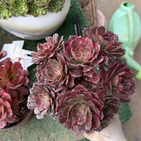 红金刚朵朵多肉，