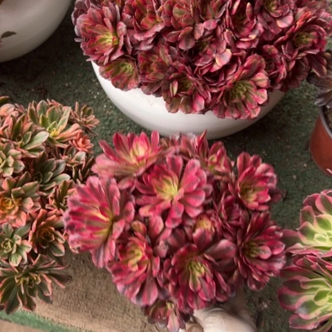 红颜朵朵多肉法师，