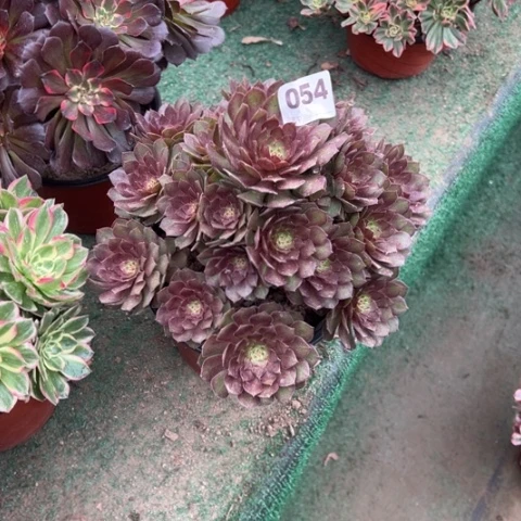 哲*054红魔朵朵多肉，