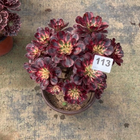 113香奈儿朵朵多肉，