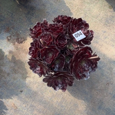 简*醇094黑寡妇多肉，