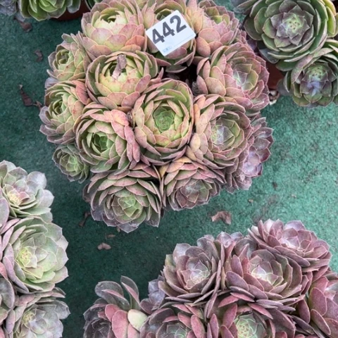 ?****猫442沙拉碗多肉，