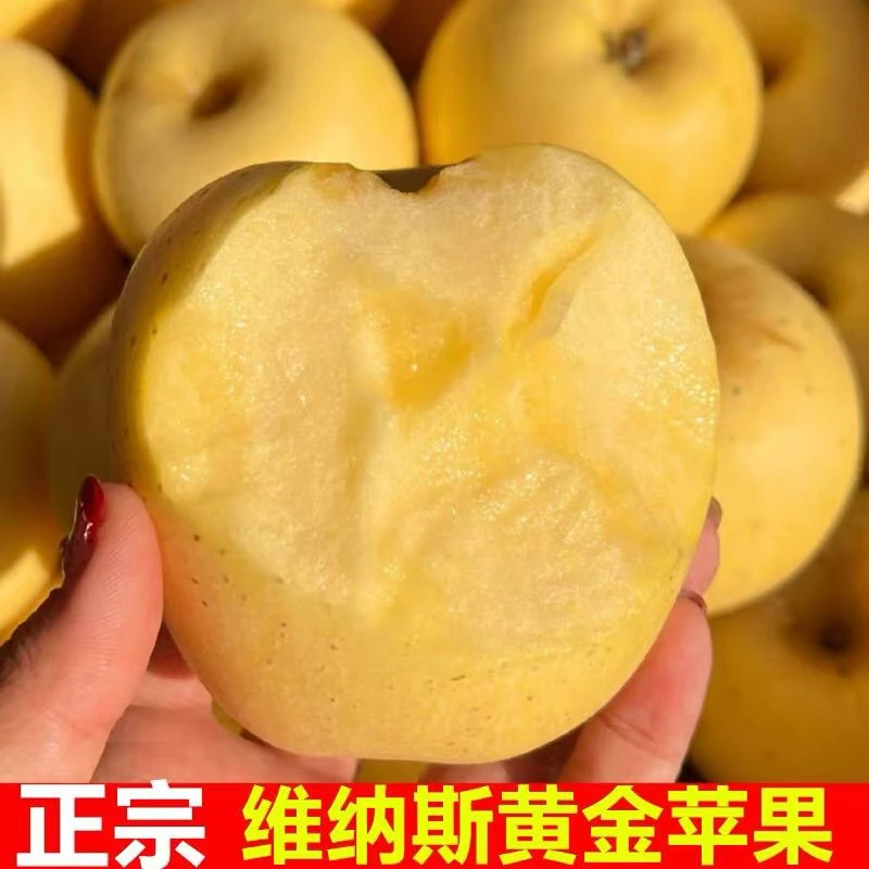 山东糖炸有绣维纳斯苹果黄金苹果脆甜多汁高山苹果农户自产包邮