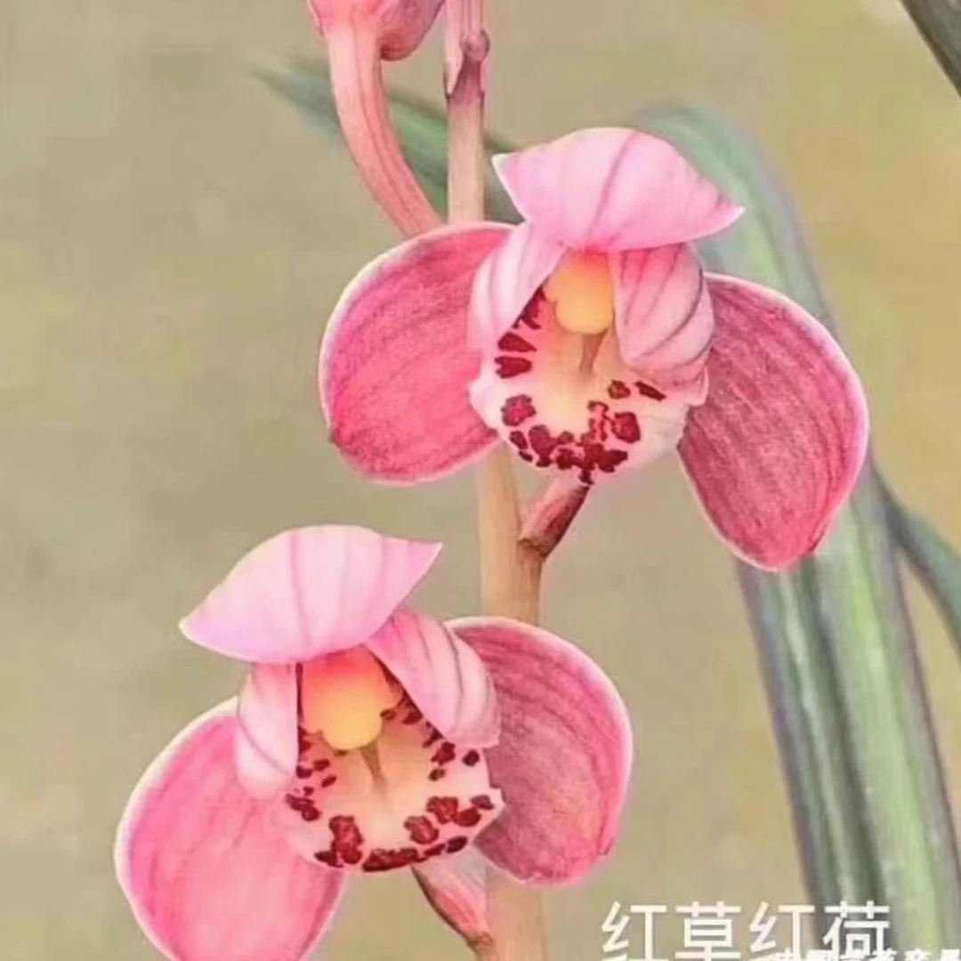 建兰：红草红荷浓香型2-3苗原盆原土发货