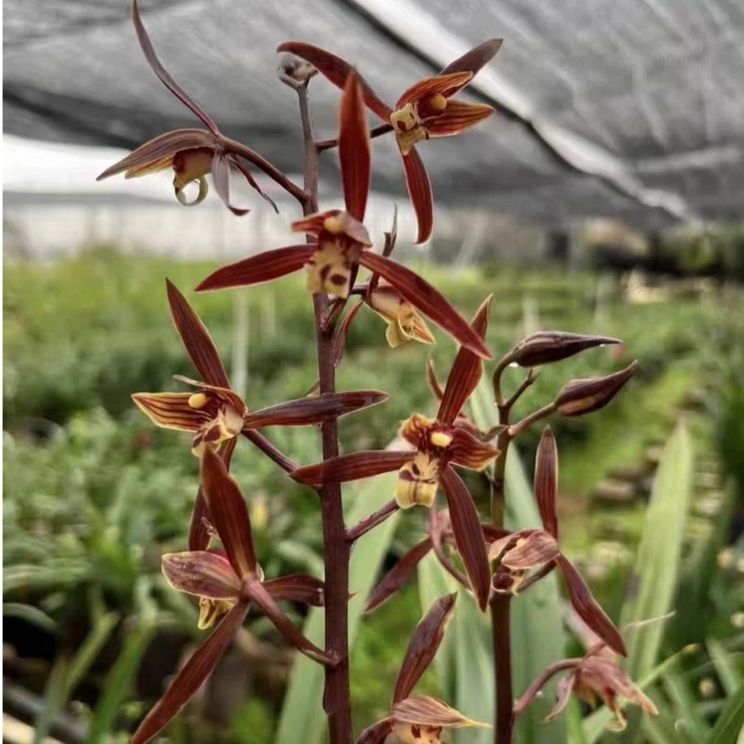 墨兰：企黑报岁兰保底8苗带花剑原盆原土发货