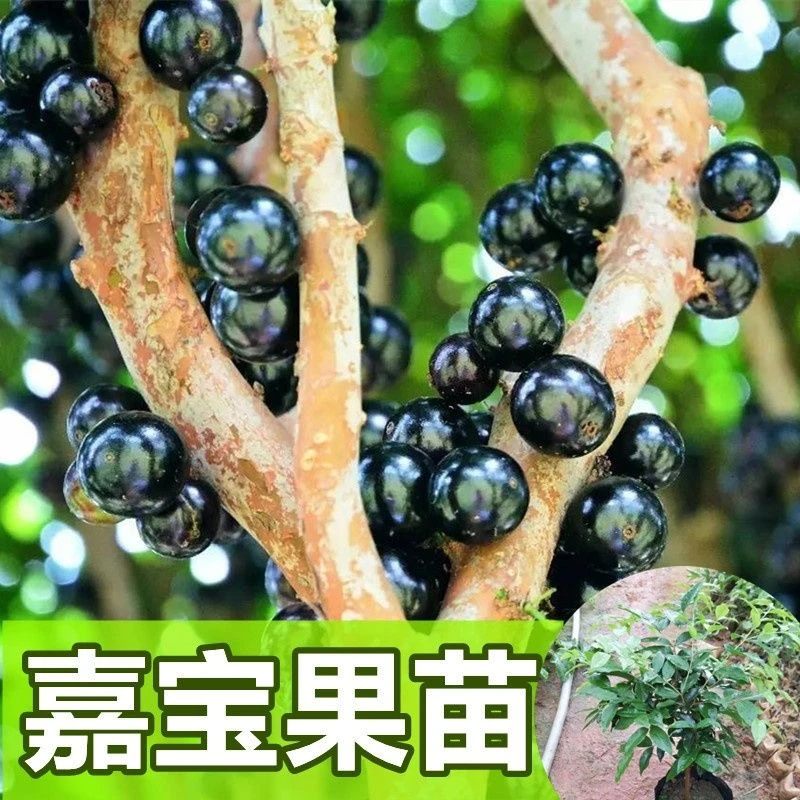 沙巴嘉宝果树苗四季早生红妃艾斯卡树葡萄苗花盆庭院地栽盆栽种植
