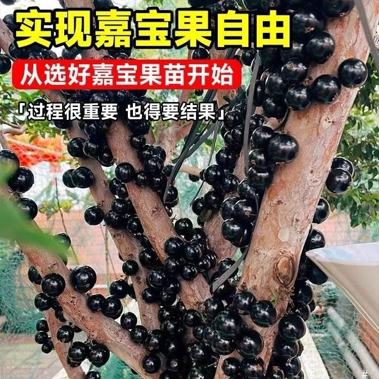 艾斯卡嘉宝果树苗沙巴嘉宝果品种可以庭院阳台花盆种植带原杯发货