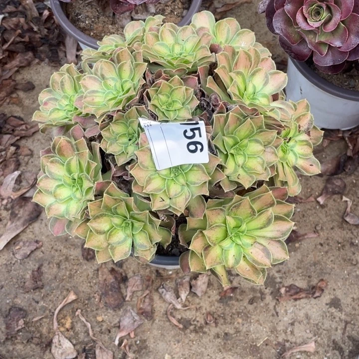 多肉韶华法师756