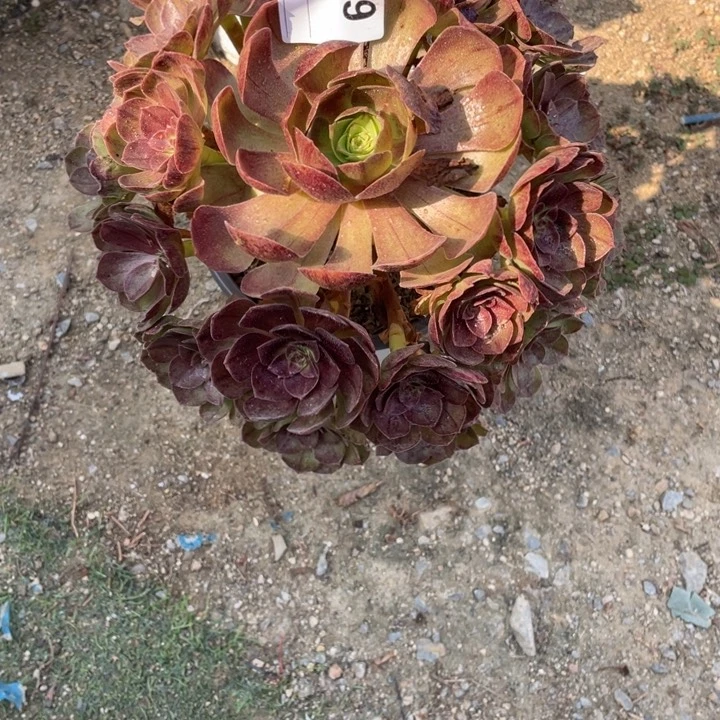 多肉黑魔拉丝法师219