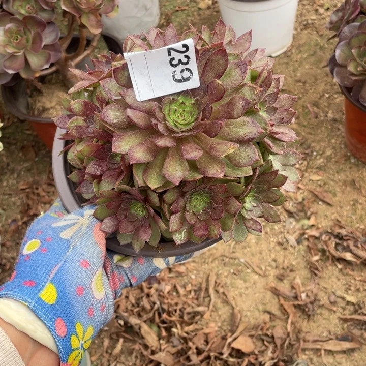 多肉红魔法师239