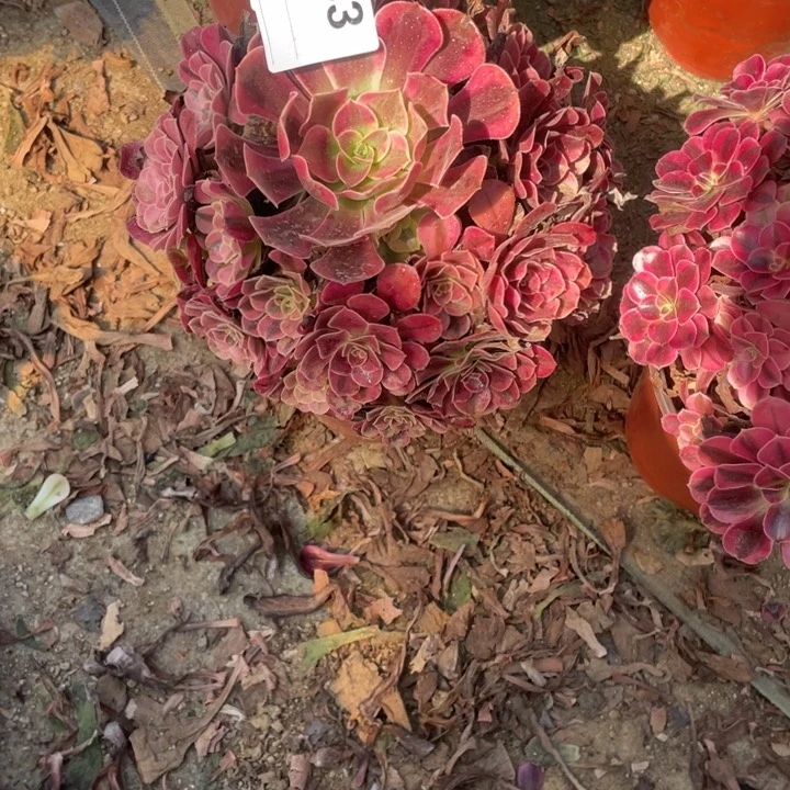 B***O多肉黑金美杜莎233