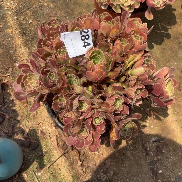 多肉安纳拉丝法师284