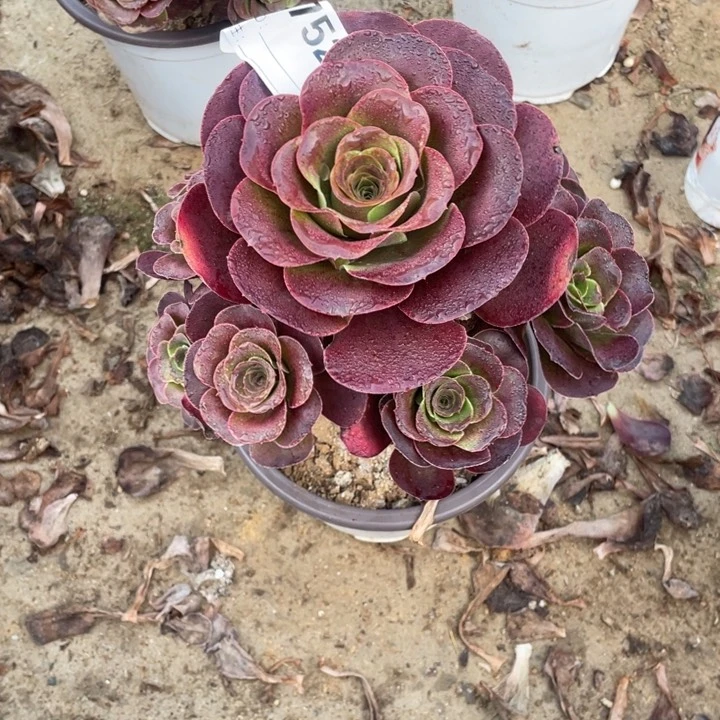 多肉魅金玫瑰法师752