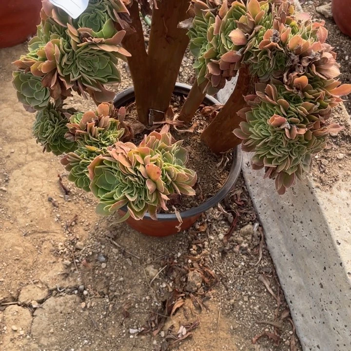 用****0多肉柠檬玫瑰缀化560