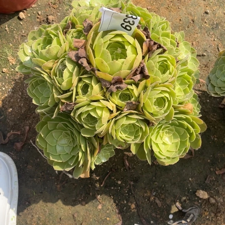 :****拉多肉沙拉碗法师339