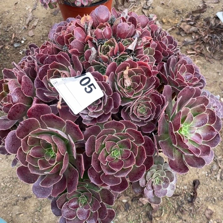 多肉包子玫瑰705